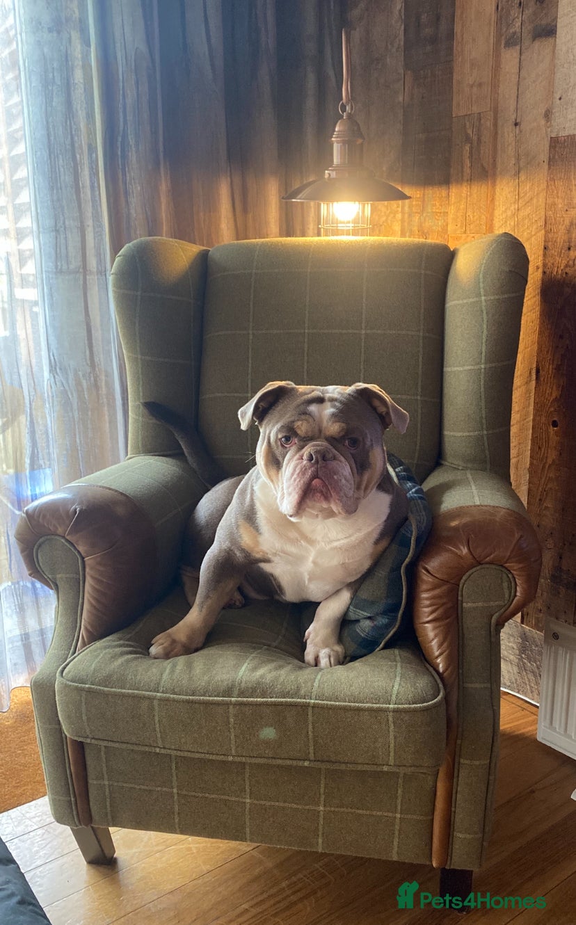 Olde English Bulldogge dogs Old English bulldogge  - Advert 1