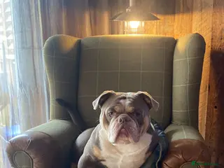 Olde English Bulldogge dogs Old English bulldogge - Advert 3