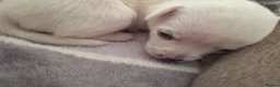 Chihuahua dogs for sale: Ready to love, gorgeous chihuahua puppies - Advert 8