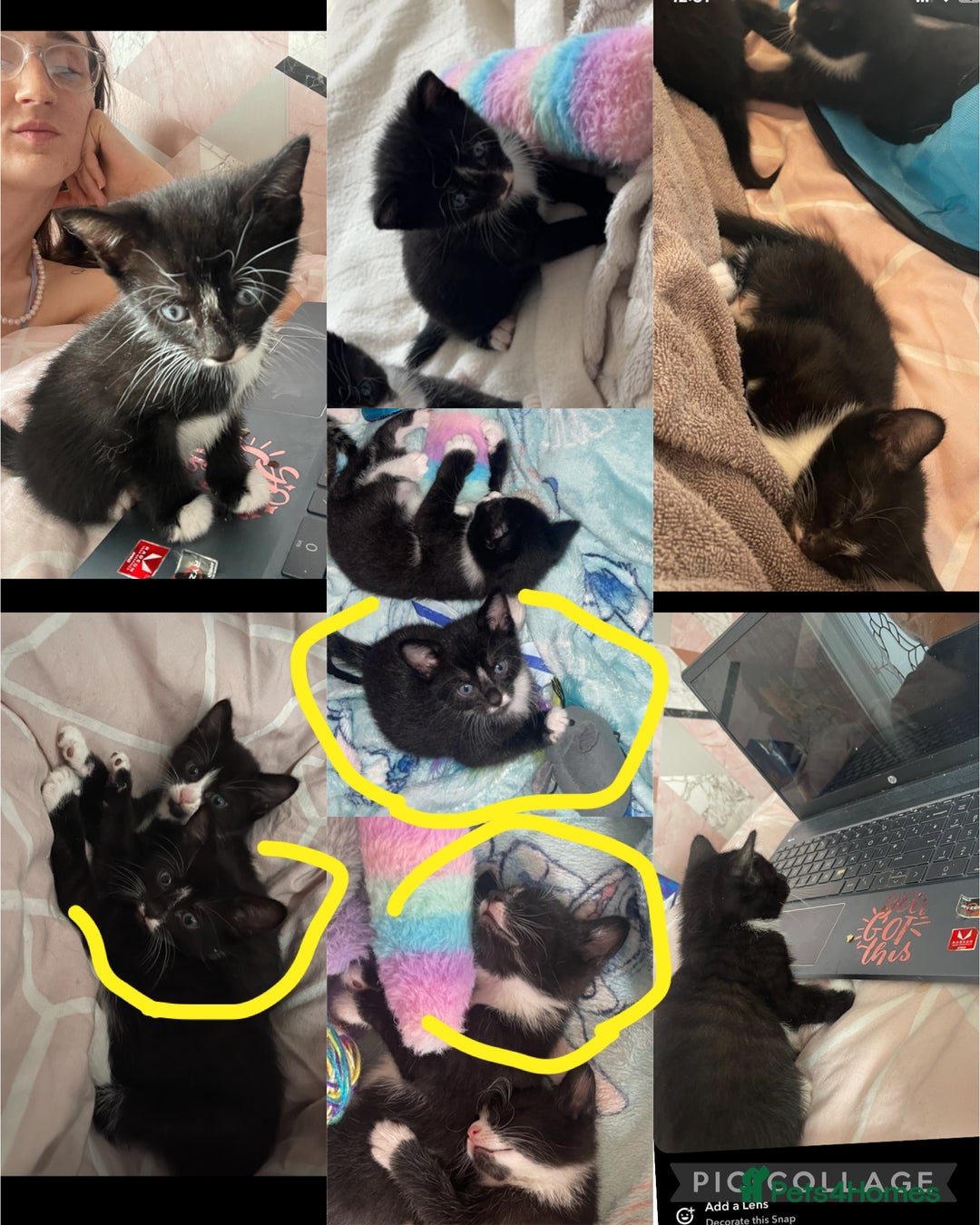 British Shorthair cats for sale: Black and white British shorthair - Image 1