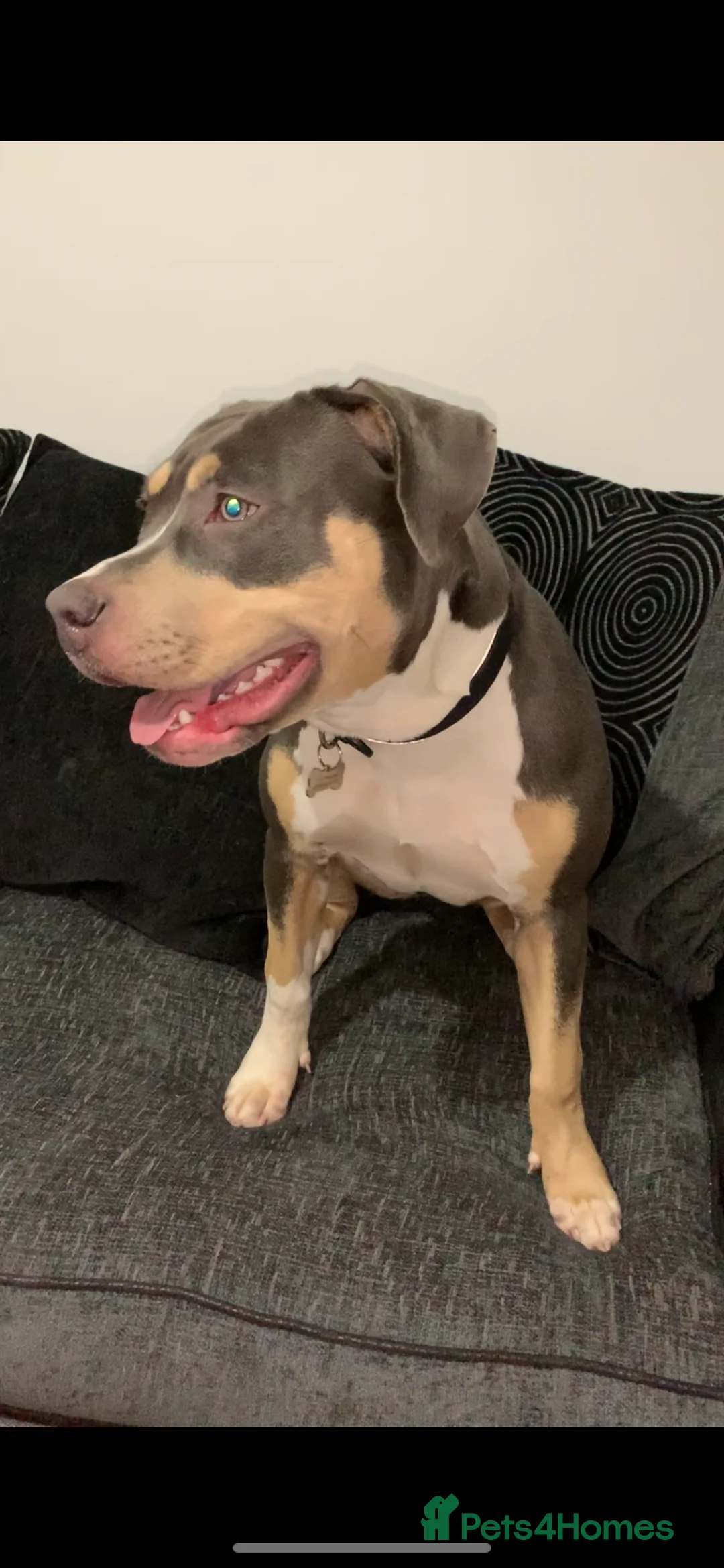 American Bull Staffy dogs for sale: A Sweet & Loving Girl Looking for Her Forever Home - Advert 2