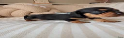 Mixed Breed dogs for sale: Cavalier King Charles x Mini daschund  - Advert 9