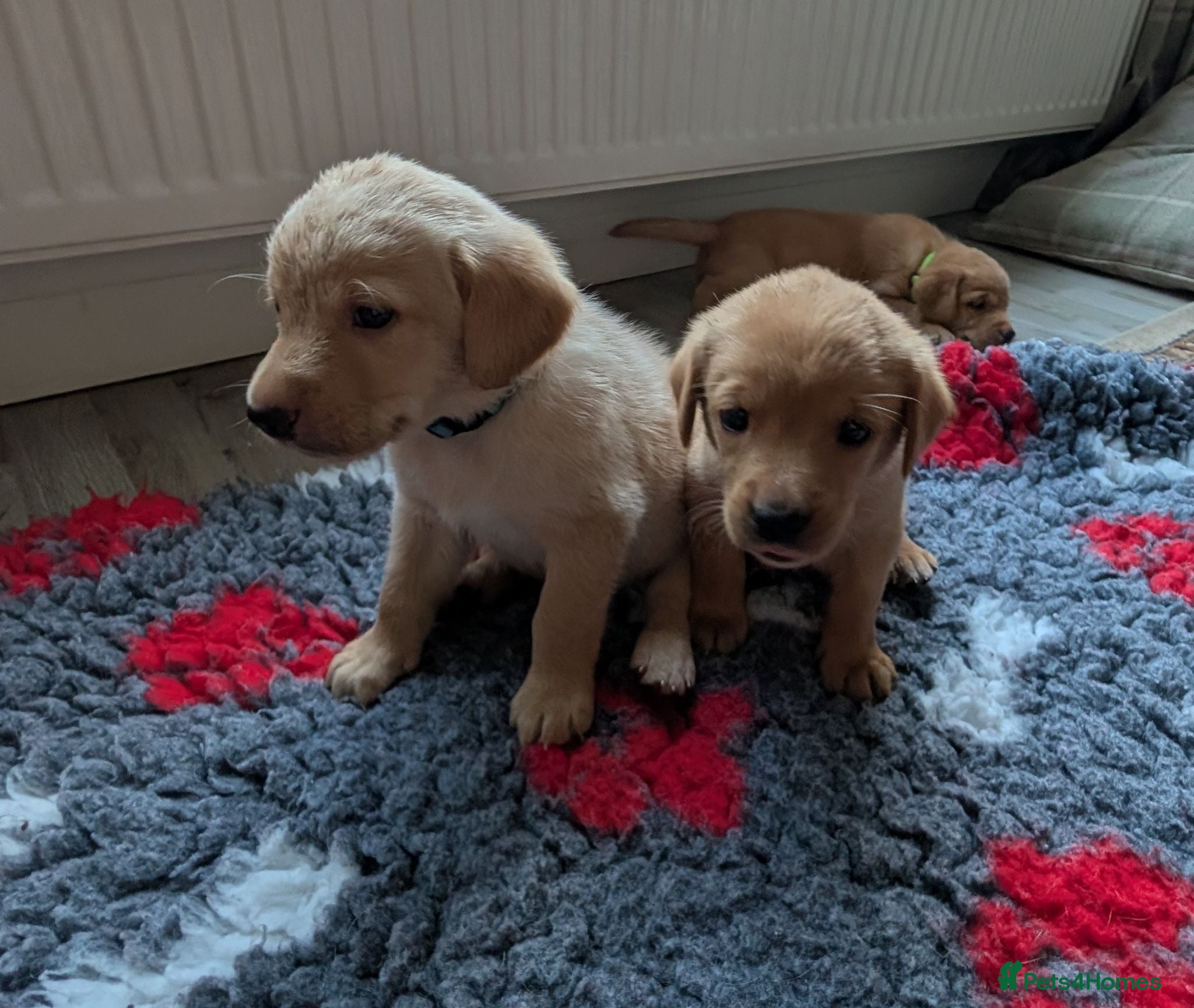 Labrador Retriever dogs Fox red/golden Labrador - Advert 16