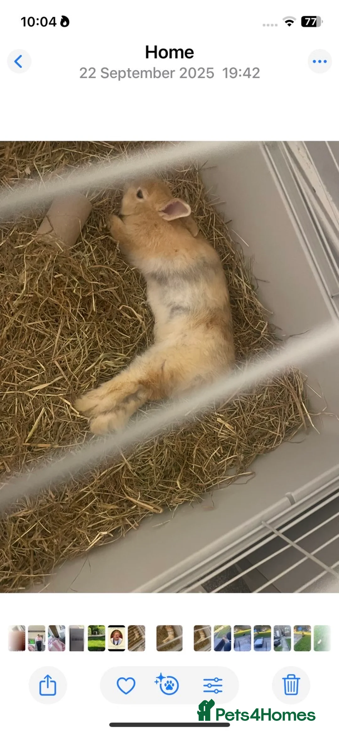 Netherland Dwarf rabbits for sale: Unnutured neverland dwaf rabbit baby  - Advert 2