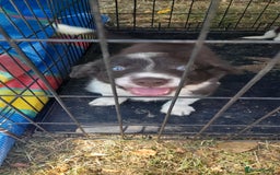 Sprollie dogs for sale: Border Collie x Springer Spaniel pups - Image 23