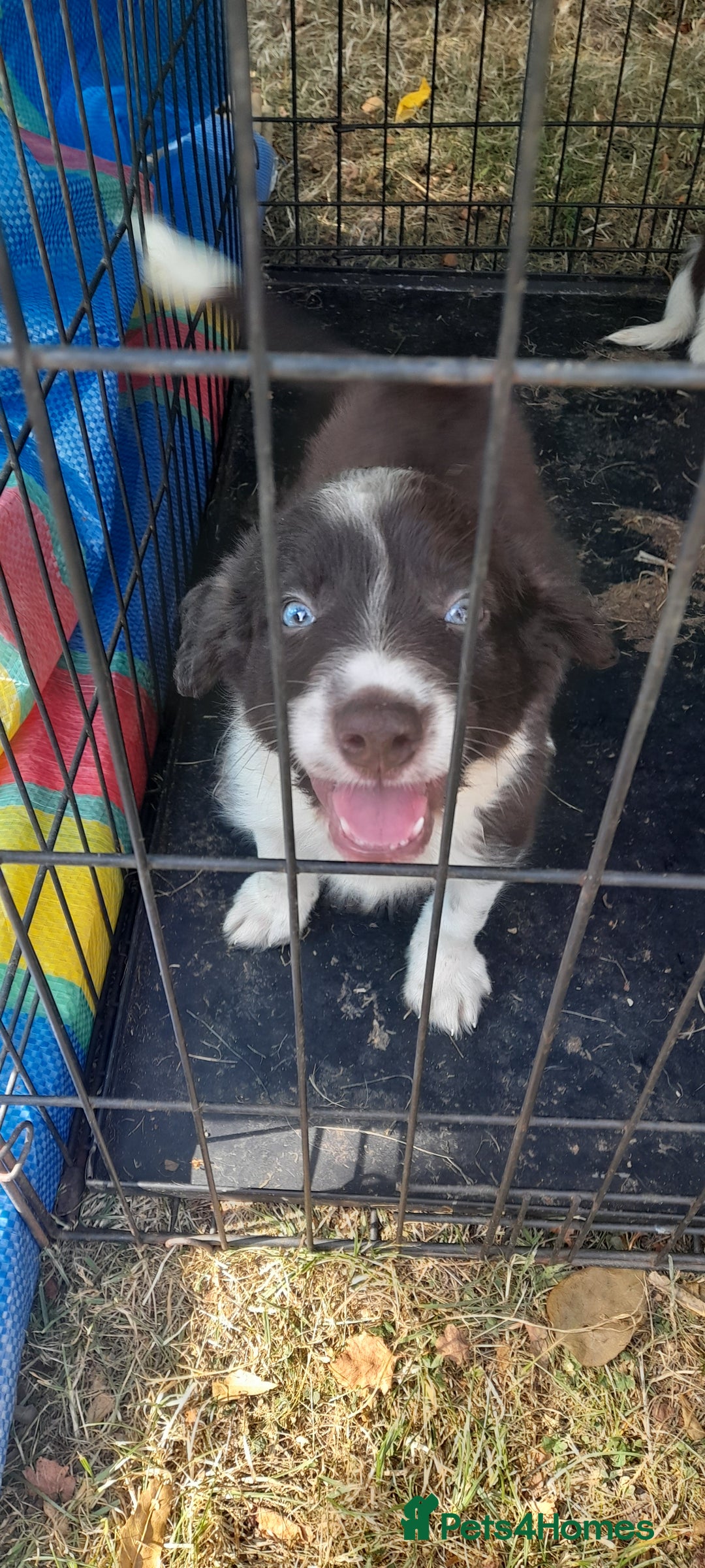 Sprollie dogs for sale: Border Collie x Springer Spaniel pups - Image 23