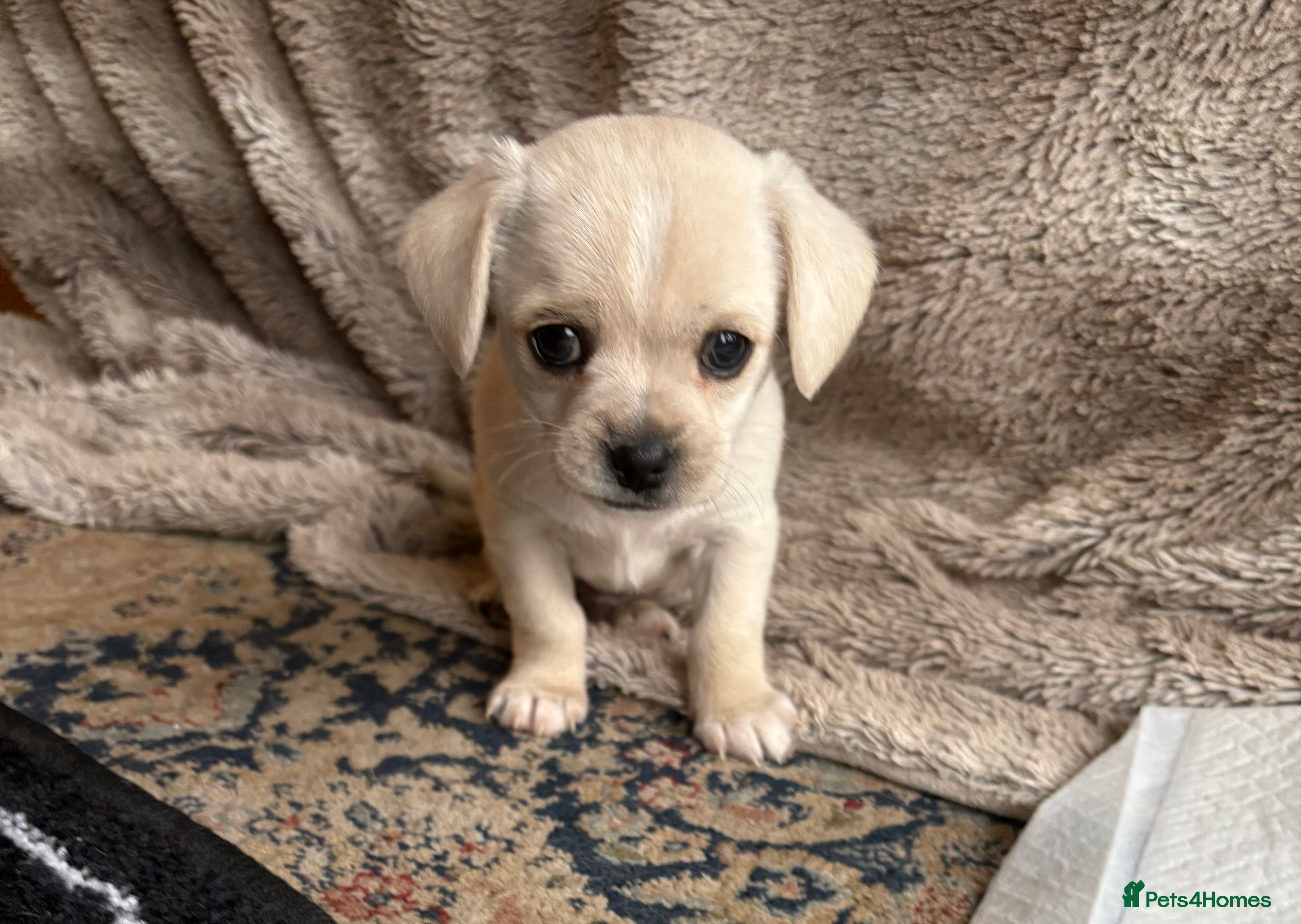 Mixed Breed dogs 1 boy left / Cavachon x Chihuahua - Advert 4