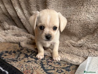 Mixed Breed dogs 1 boy left / Cavachon x Chihuahua - Advert 4