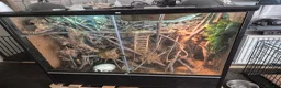 Monitor reptiles for sale: Black Tree Monitor  in Guildford - Advert 2