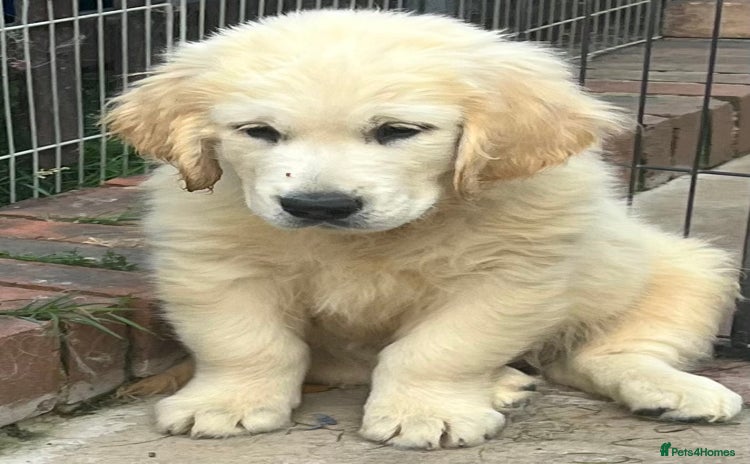 Golden Retriever dogs - Advert 12