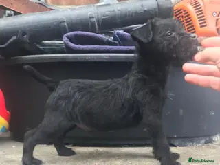 Patterdale Terrier dogs Patterdale fell terrier puppies - Advert 4