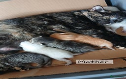 Mixed Breed cats for sale: Bsh and Scottish straight mix - Image 14