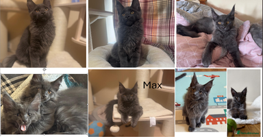 Maine Coon cats - Advert 11