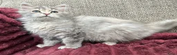 Siberian cats for sale: Blue/cream Silver Tortie Siberian Kitten - Advert 6