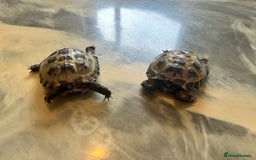 Tortoise reptiles for sale: Male and female horse field tortoises  - Advert 4
