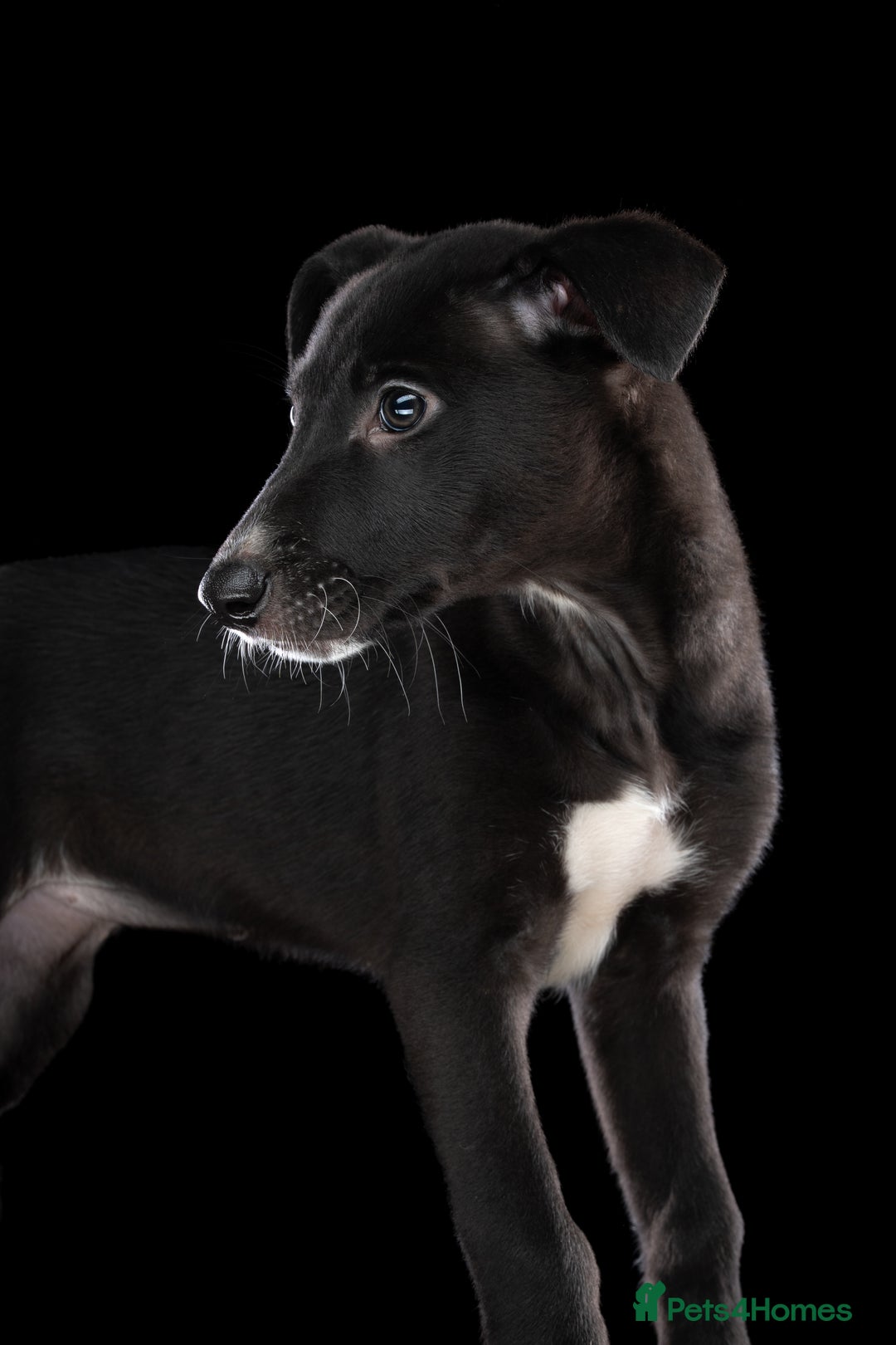 Lurcher dogs for sale: Lurcher Puppies for Sale - Advert 13