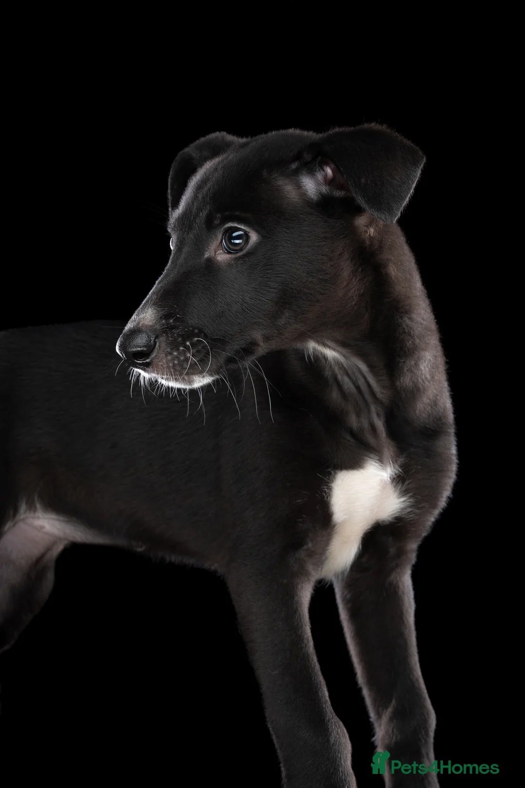 Lurcher dogs for sale: Lurcher Puppies for Sale - Advert 12