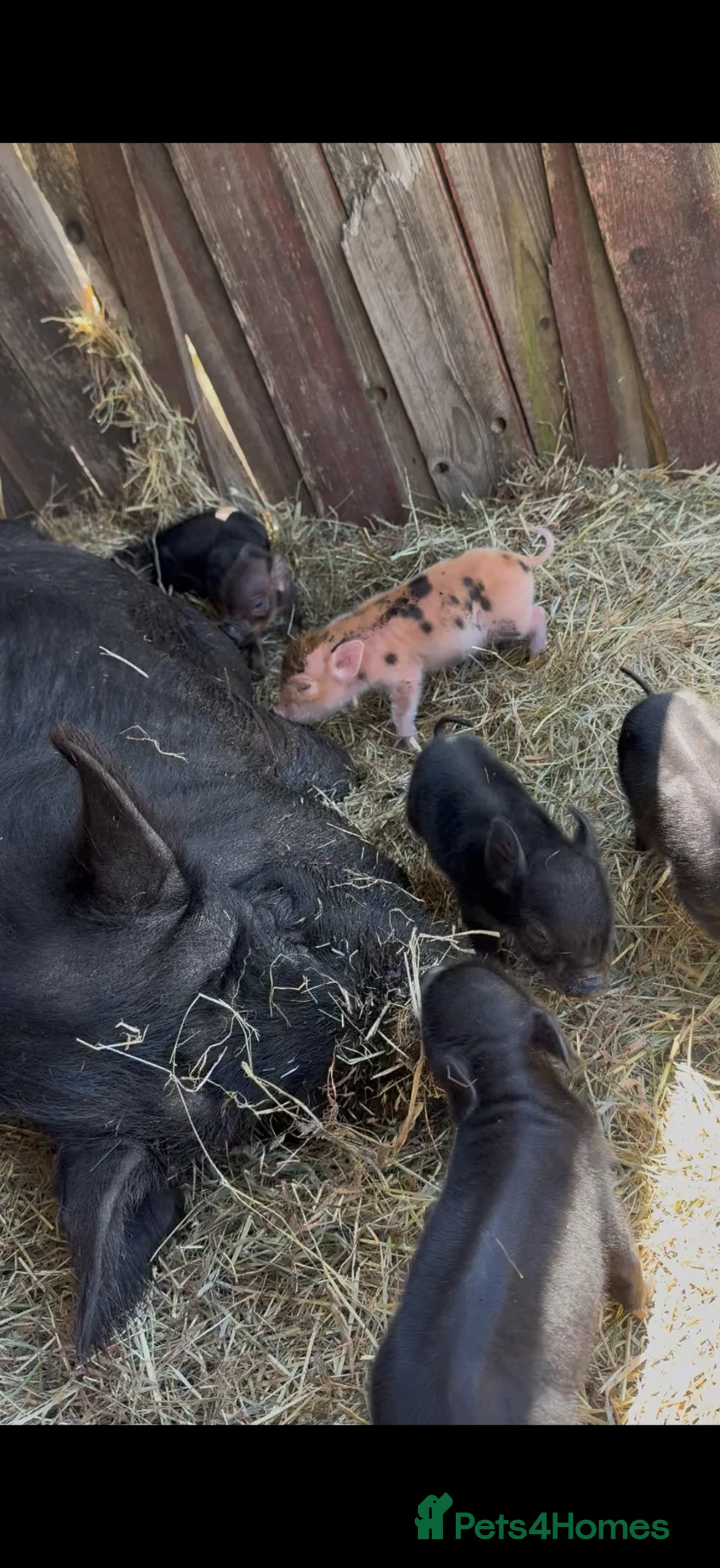 Pig livestock for sale: Piglets  Kune cane x potbelly  - Advert 3