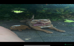 American Bully dogs for sale: Pocket bully  - Image 3