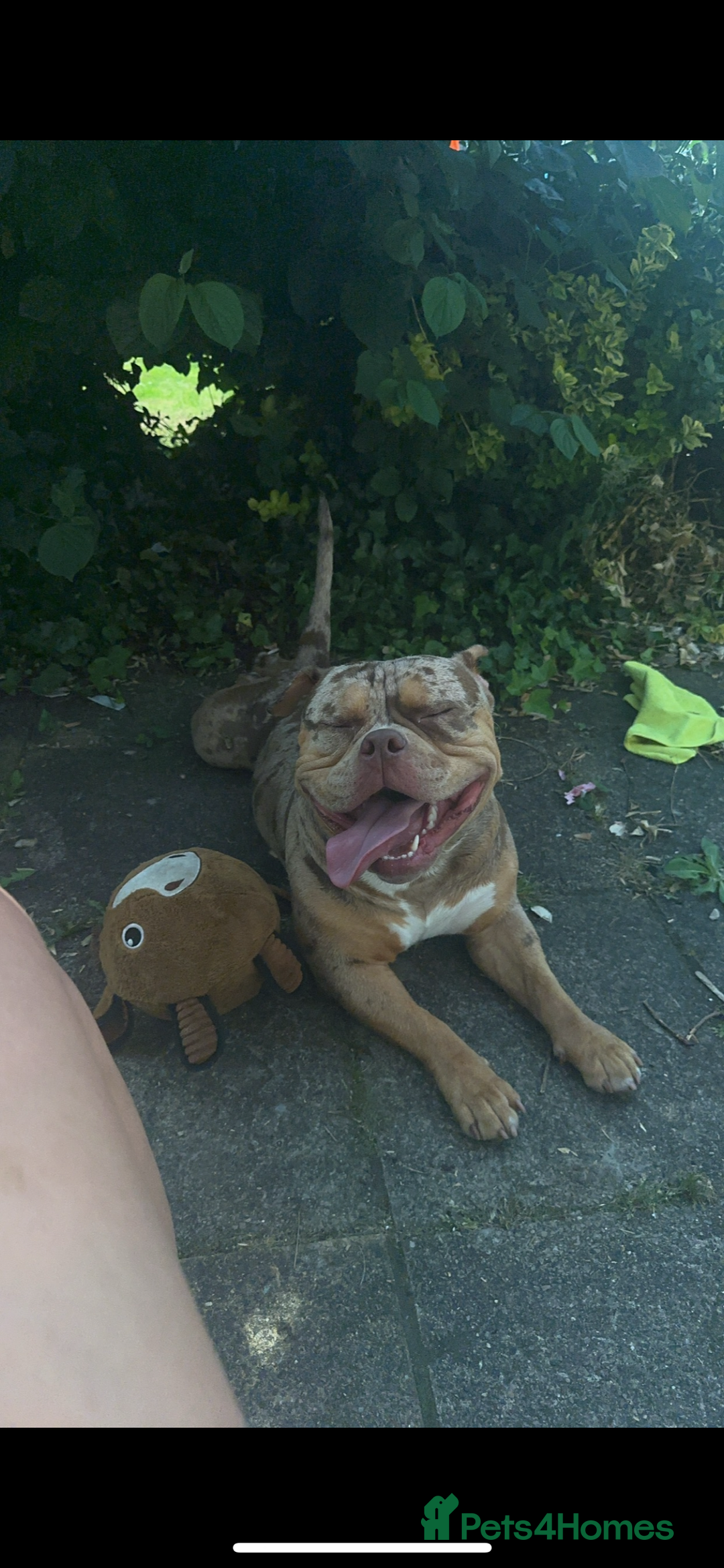 American Bully dogs for sale: Pocket bully  - Image 3