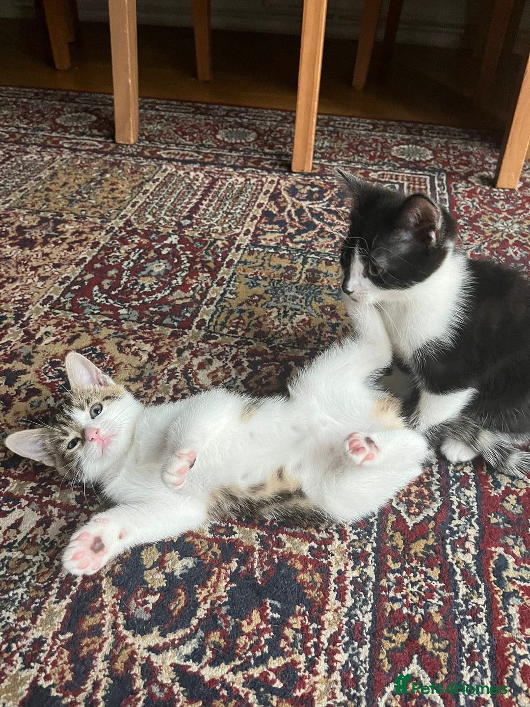 Mixed Breed cats for sale: Urgent! 2 playful kittens looking for a home  - Image 6