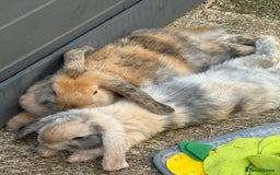 Mini Lop rabbits for sale: 2x male mini lop bonded Brothers for sale  - Image 6