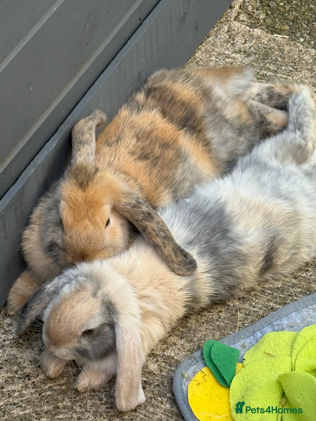 Mini Lop rabbits for sale: 2x male mini lop bonded Brothers for sale  - Image 6