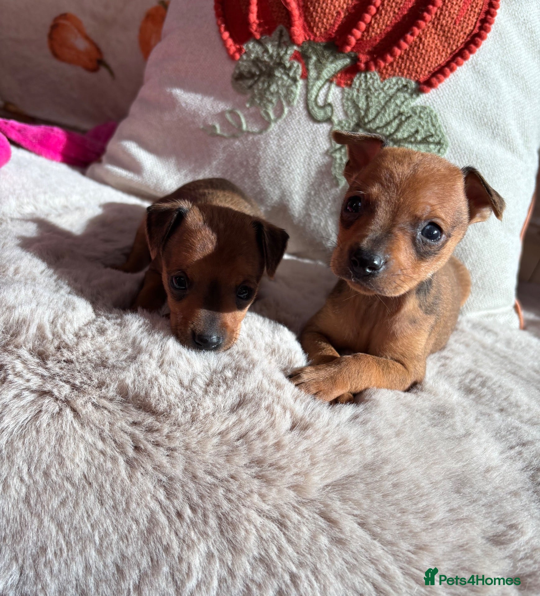 Miniature Pinscher dogs 2 Merle miniature pincher puppy’s💙💙 - Advert 5