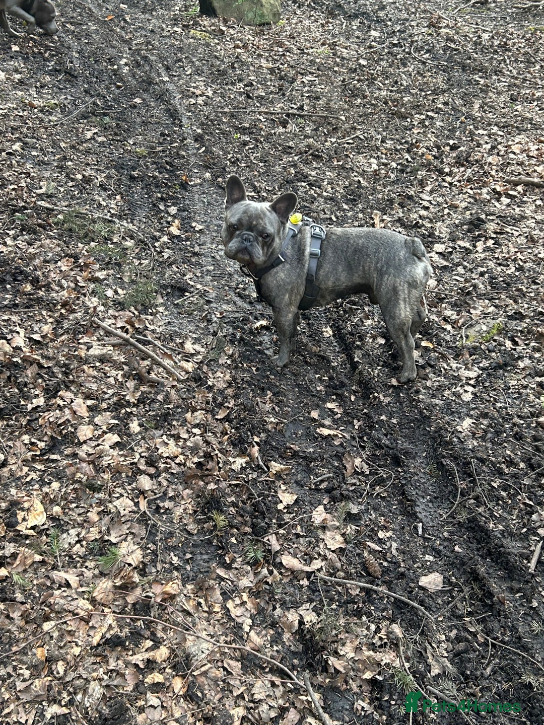 French Bulldog dogs for stud: frenchbulldog for stud   - Advert 5