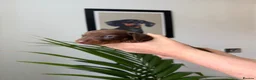 Miniature Dachshund dogs for sale: Exceptional Litter Of Smooth Haired Mini Dachshund - Advert 30