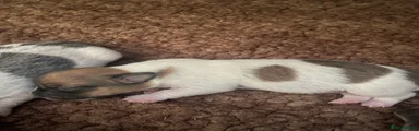 Jack Russell 2