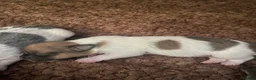 Jack Russell dogs for sale: Wonderful array of JRT pups - Advert 6
