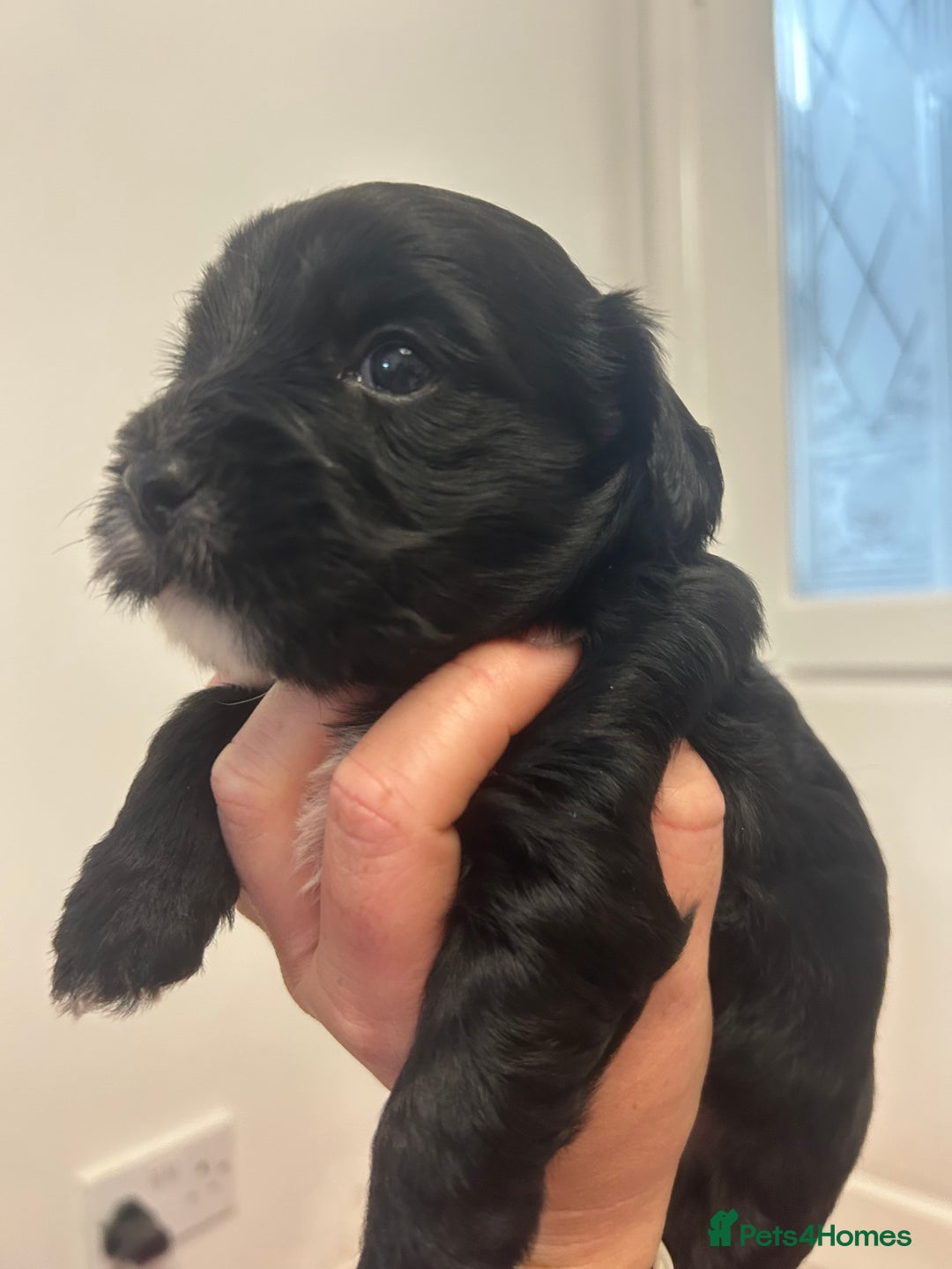 Mixed Breed dogs for sale: ‼️REDUCED 2 BEAUTIFUL YORKIPOO BOY READY NOW‼️  - Advert 3