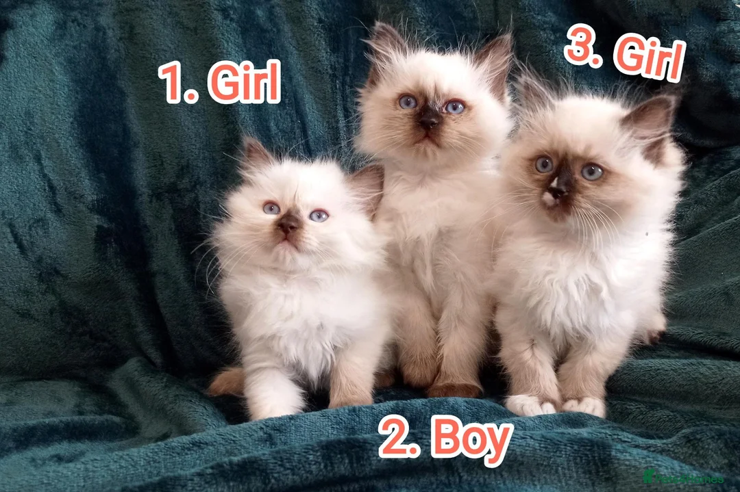 Ragdoll cats for sale: Ragdoll kitten. 2 Girls and 1 Boy  in Coventry - Advert 1