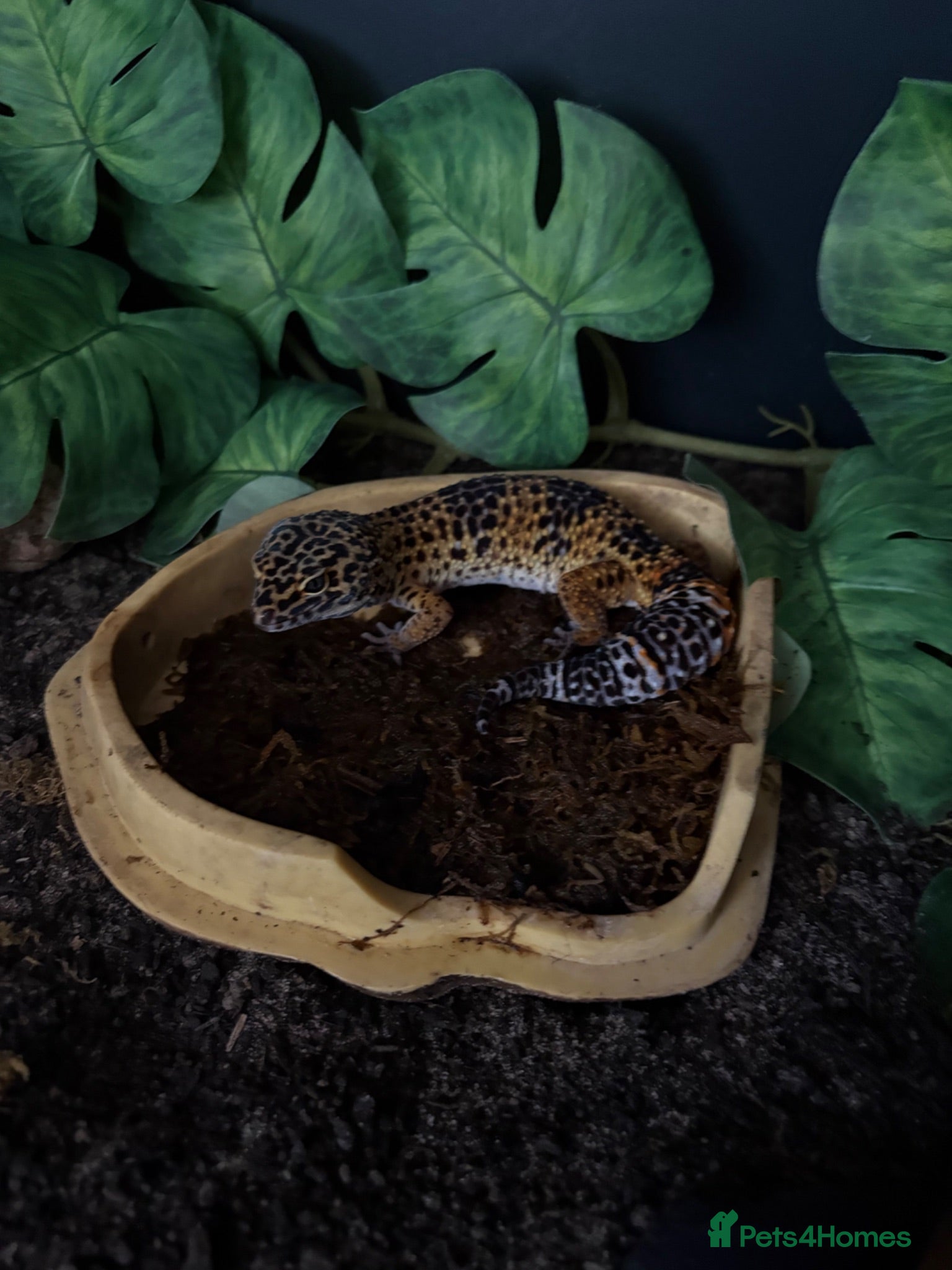 Leopard Gecko reptiles Barney  - Advert 4