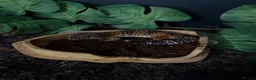 Leopard Gecko reptiles for sale: Barney  in Castleford - Advert 2