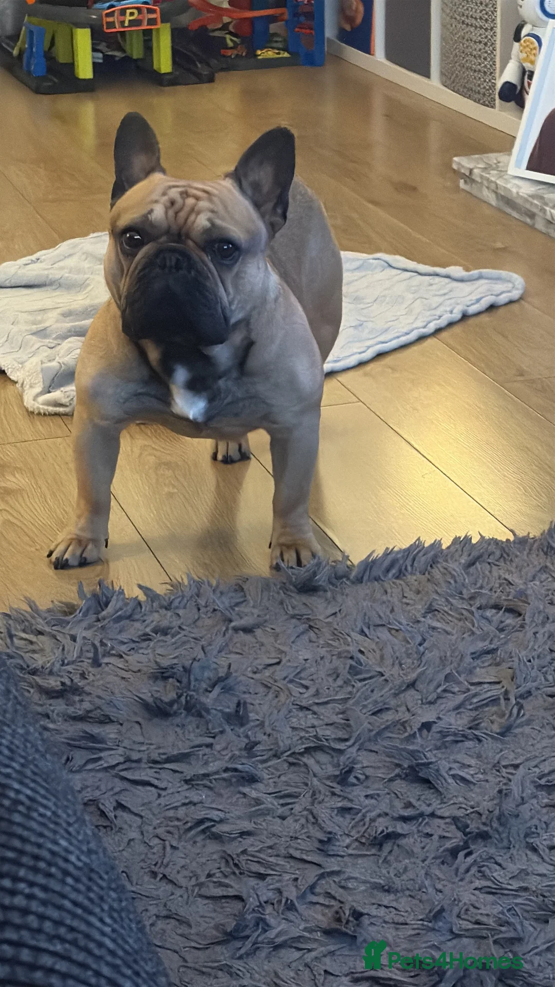 French Bulldog dogs for sale: Male French bulldog for sale  in Birmingham - Advert 3