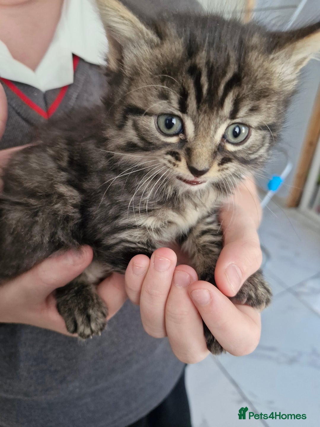Mixed Breed cats for sale: Mixed Bengal Kittens Long Haired - Image 1