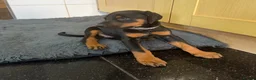 Dobermann dogs for sale: Beautiful Dobermann puppies for sale - Advert 14