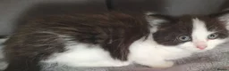 Mixed Breed cats for sale: Lovely & Playful Kittens looking for a New home!  - Advert 8