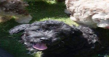 Cockapoo dogs - Advert 8
