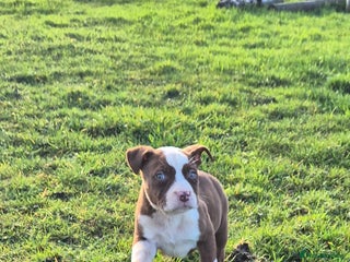 Mixed Breed dogs Mixed breed pups ready to leave - Advert 1