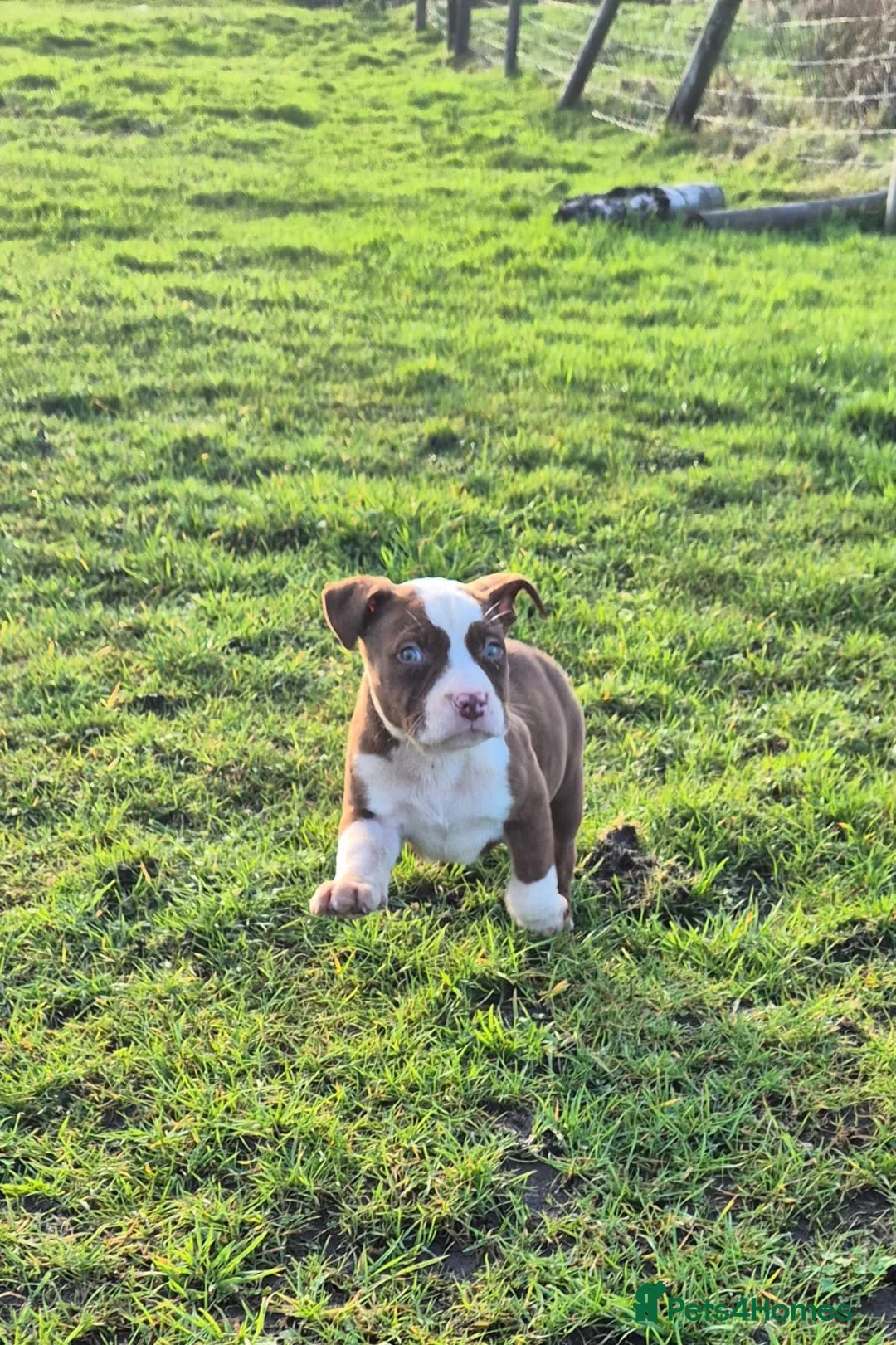 Mixed Breed dogs for sale: Mixed breed pups ready to leave - Advert 4