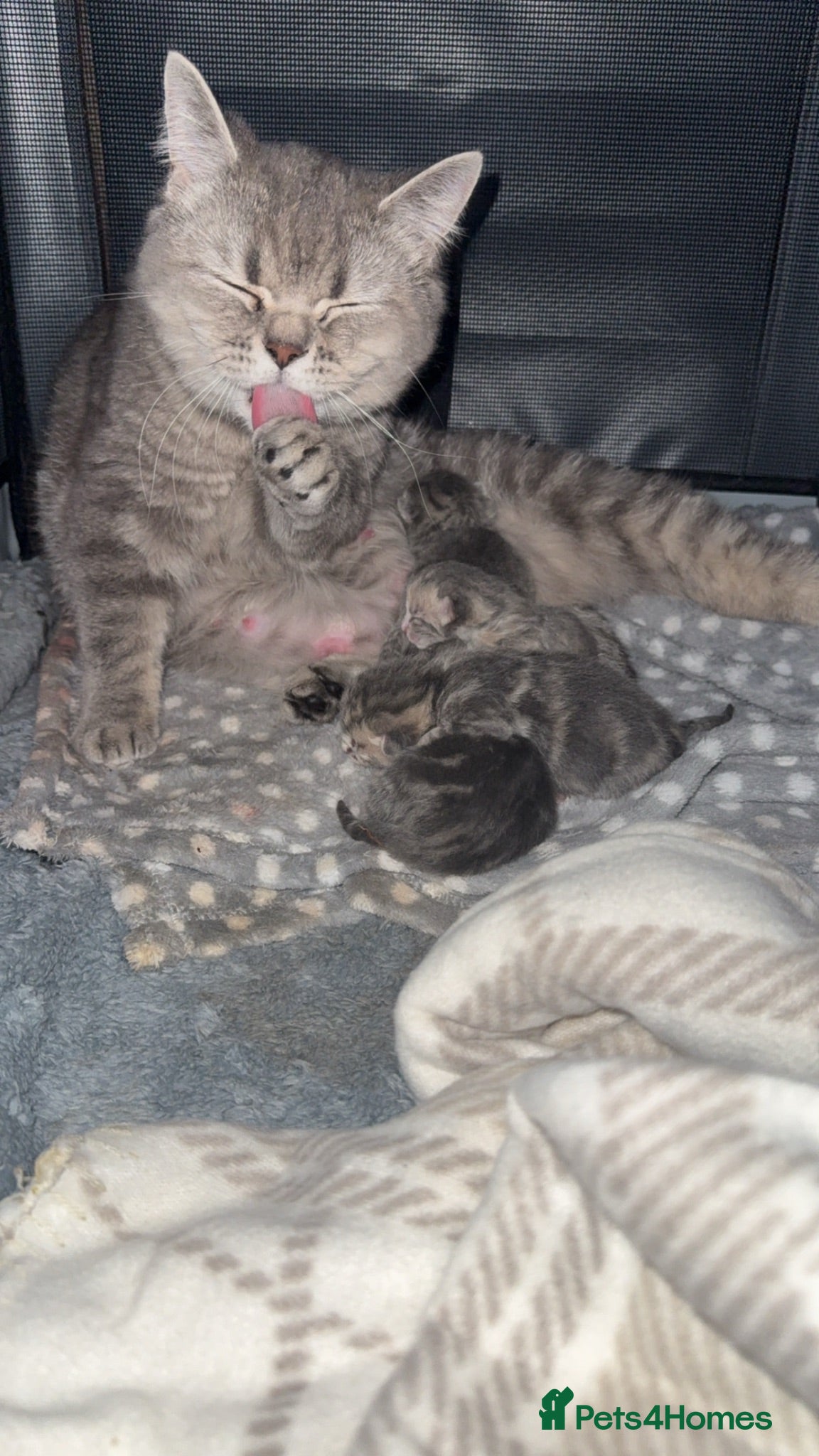 British Shorthair cats 2 boys 1 girls available  - Advert 4