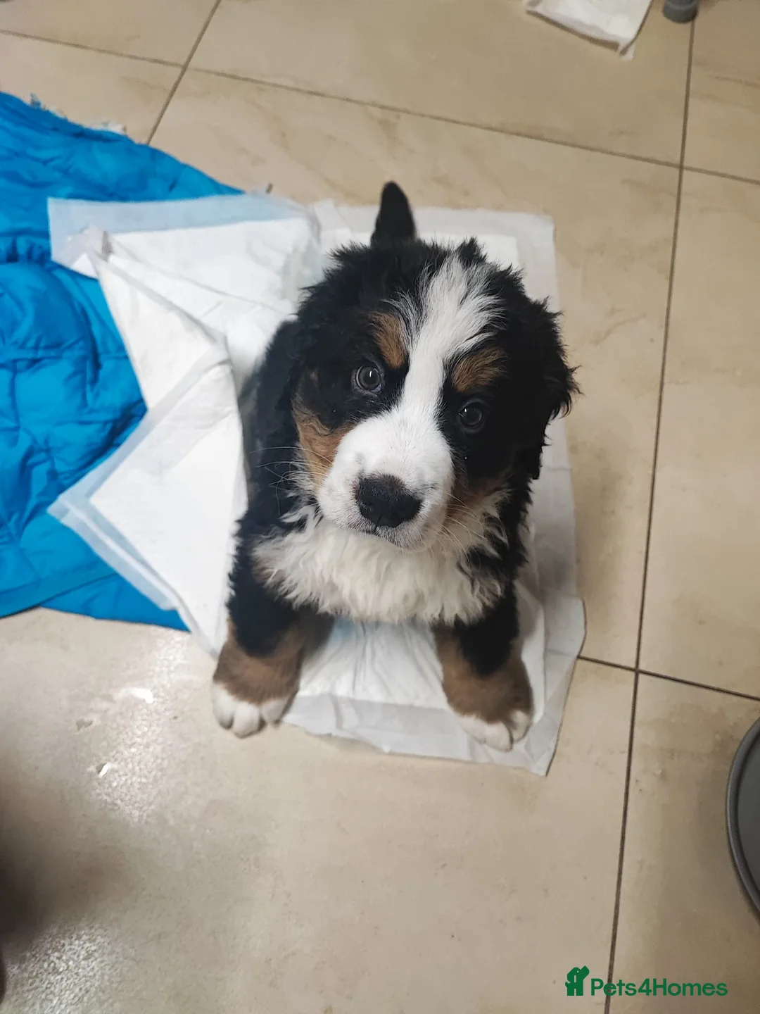Bernese Mountain Dog dogs for sale: Adorable Bernese Mountain Dog  - Advert 3