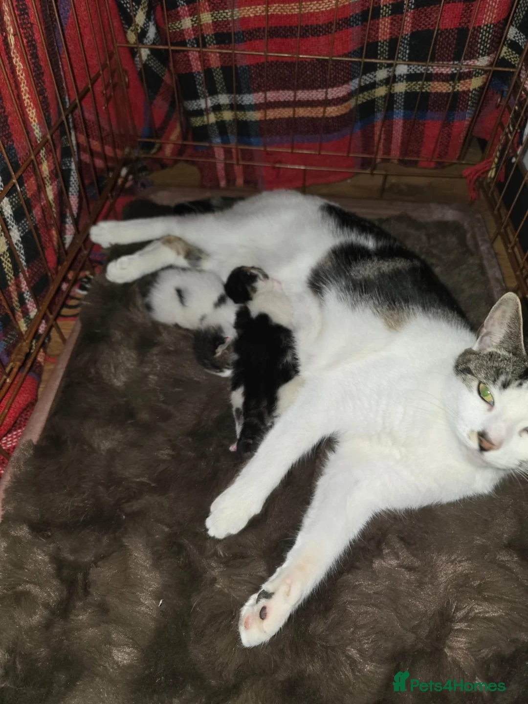Mixed Breed cats for sale: Kevin - Advert 7