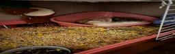 Mixed Breed rabbits for sale: 3 Teddydwarf bunnies looking for a new home.  - Advert 8