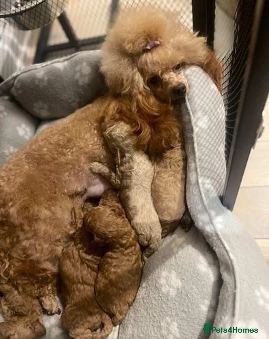 Maltipoo dogs for sale: Maltipoo puppies available  - Image 5