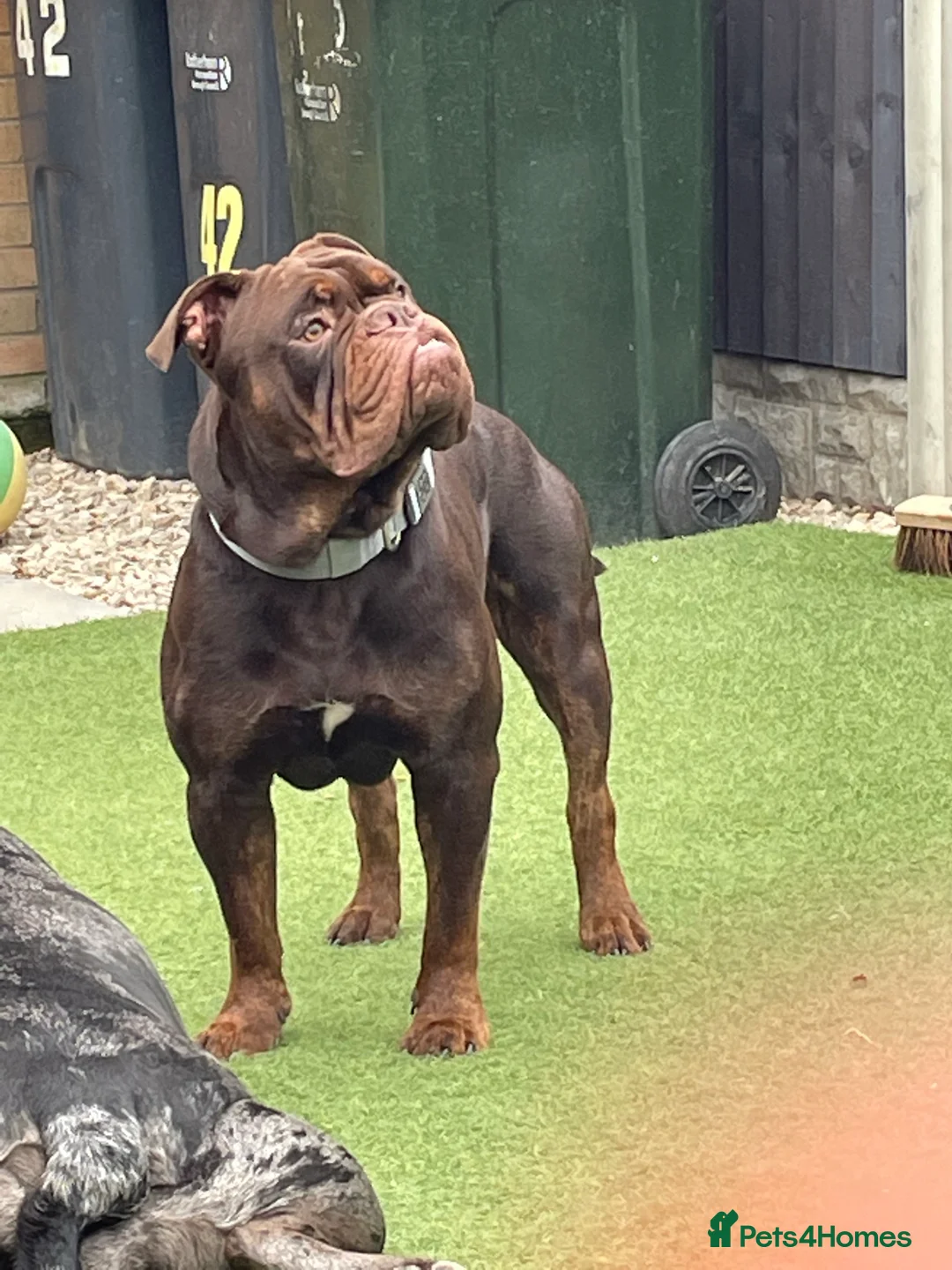 Olde English Bulldogge dogs for stud: 💥olde English bulldogge stud💥 in Rotherham - Advert 6