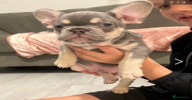 French Bulldog dogs - Advert 14